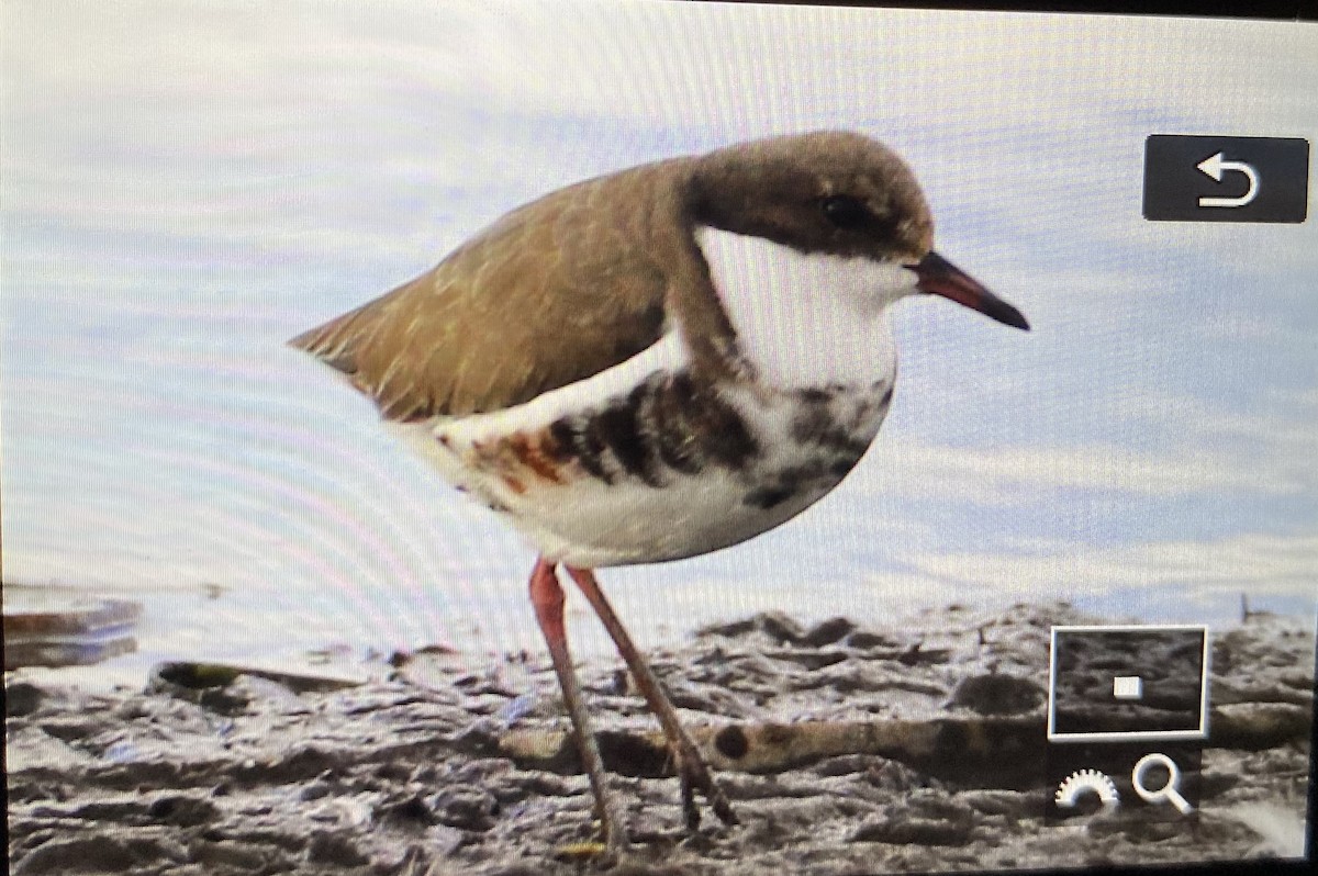 Red-kneed Dotterel - Trudi Harris