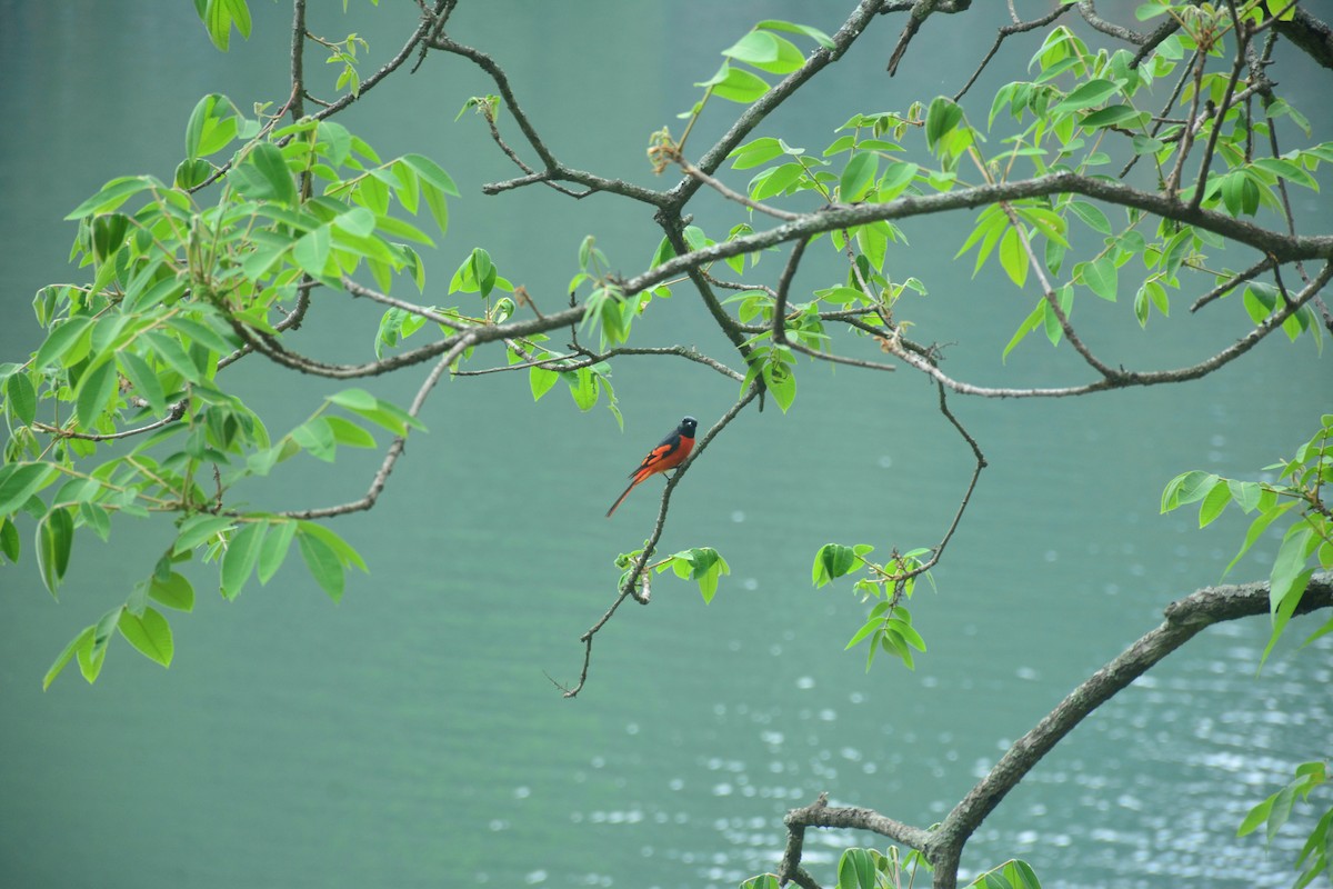 赤紅山椒鳥 - ML551642841