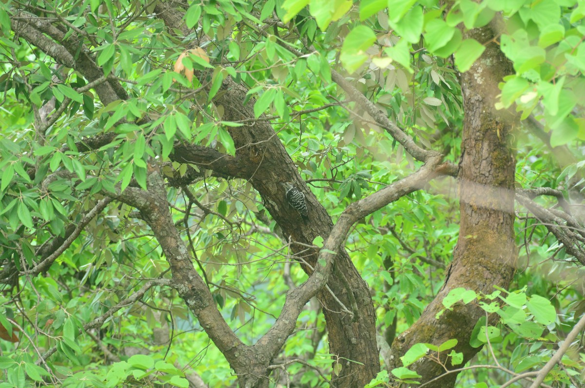 Brown-fronted Woodpecker - ML551642891
