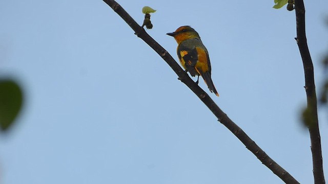 Scarlet Minivet - ML551643211