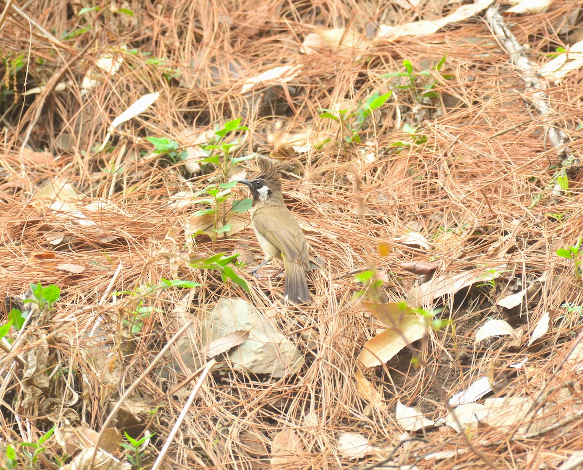 Himalayan Bulbul - ML551643901