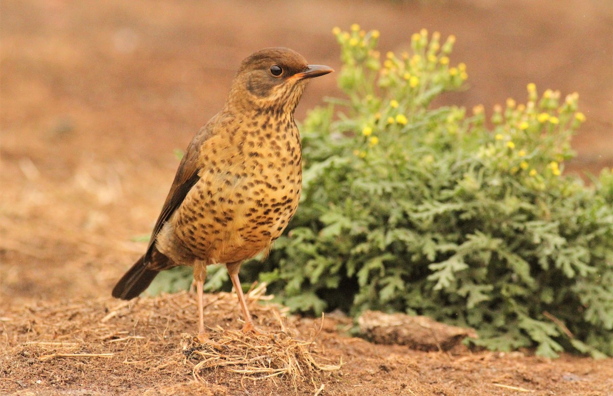 Austral Thrush (Falkland) - ML551645571