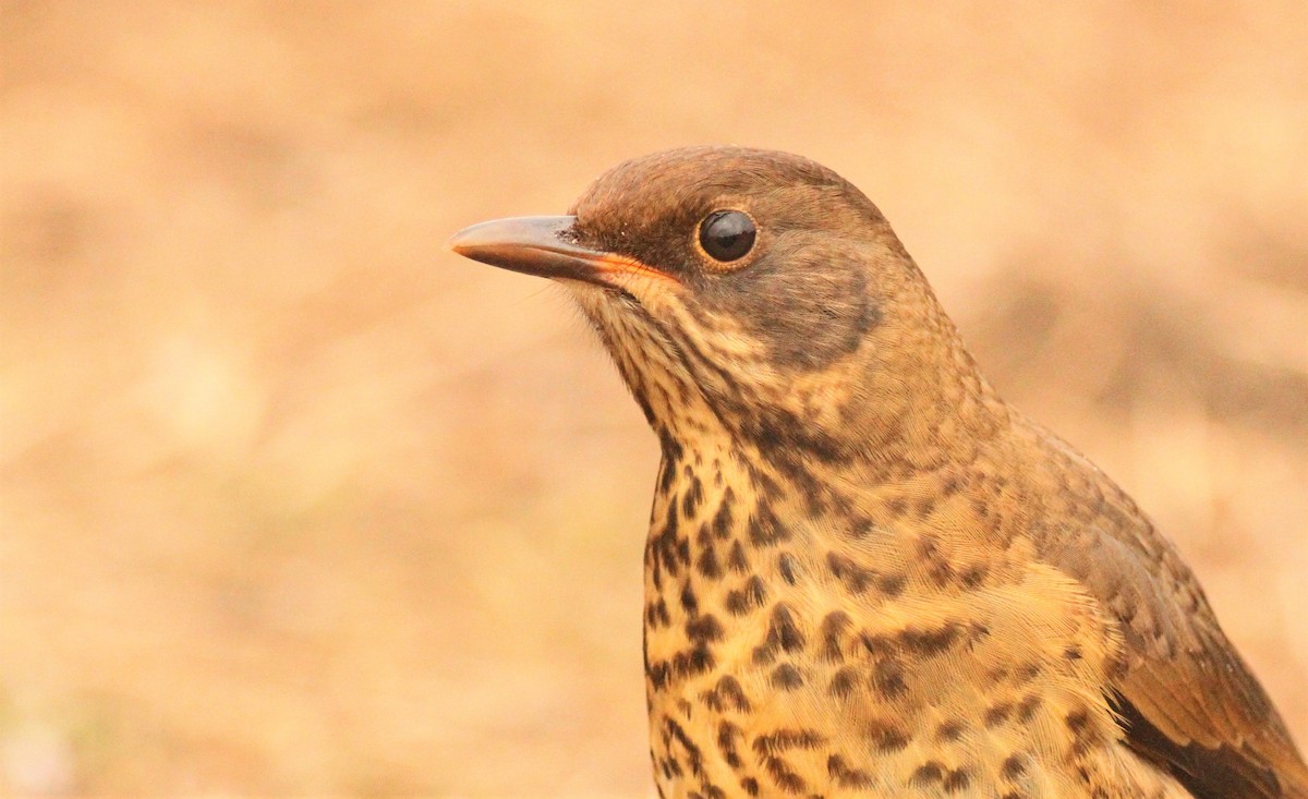 Austral Thrush (Falkland) - ML551645601