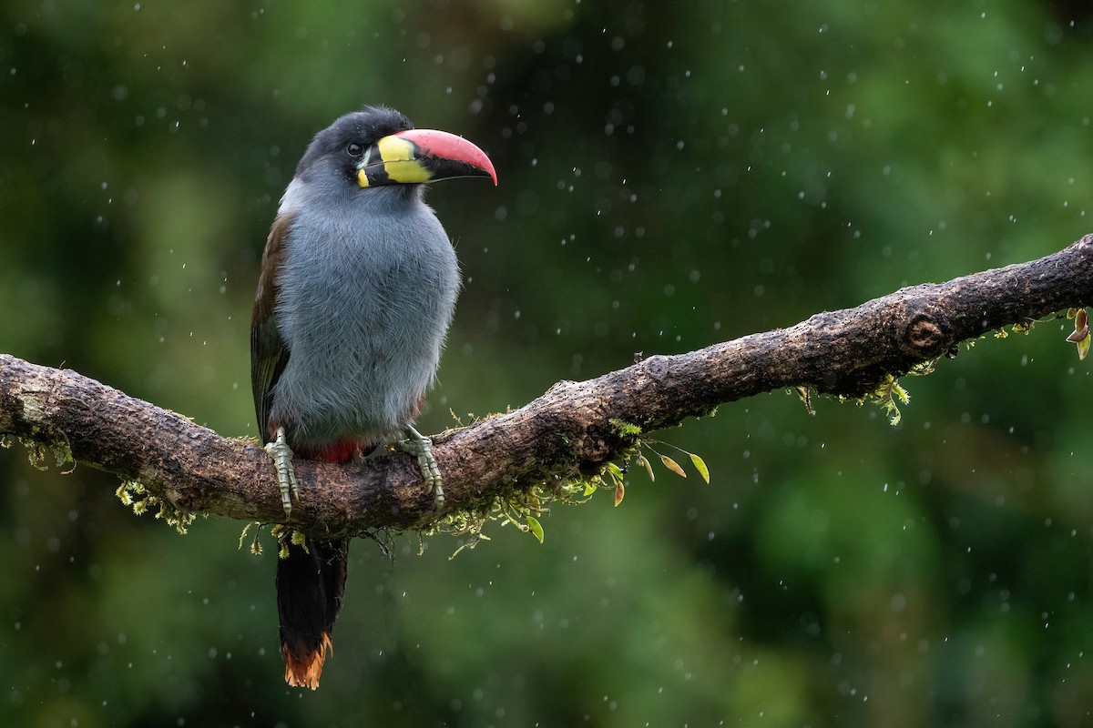 Gray-breasted Mountain-Toucan - ML551647591