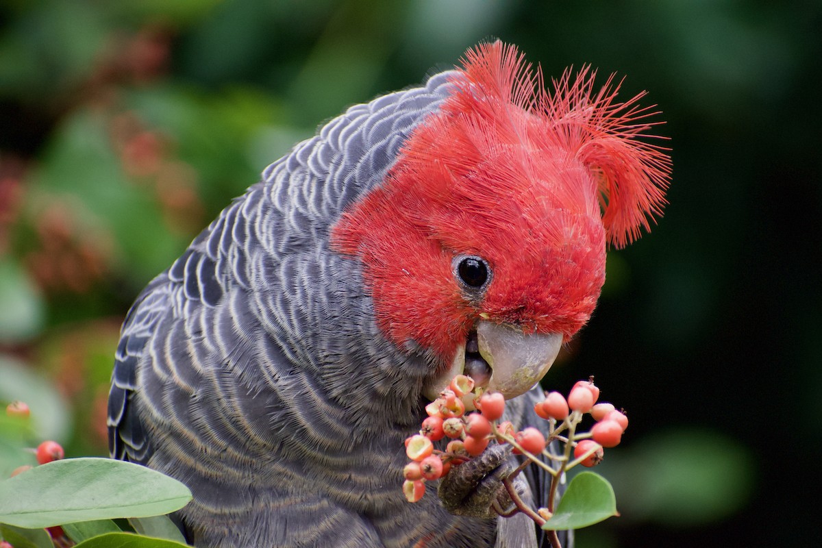 Gang-gang Cockatoo - ML551649291