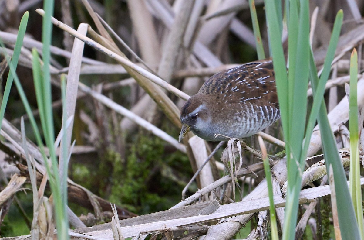 Sora - Guillermo Rodríguez