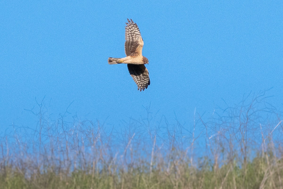 Northern Harrier - ML551650241