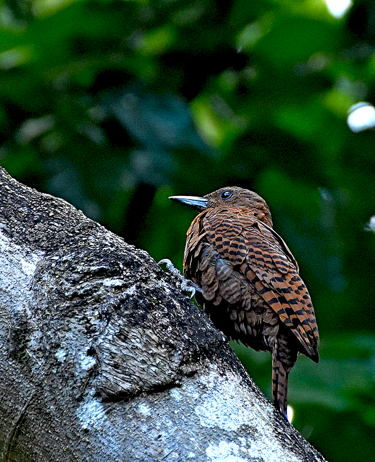 Rufous Woodpecker - ML551650851