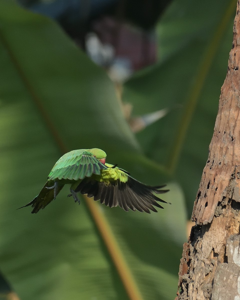Rose-ringed Parakeet - Mohan C P