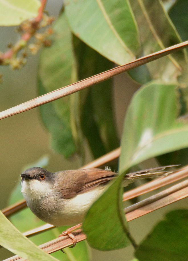 Gray-breasted Prinia - Mohan C P