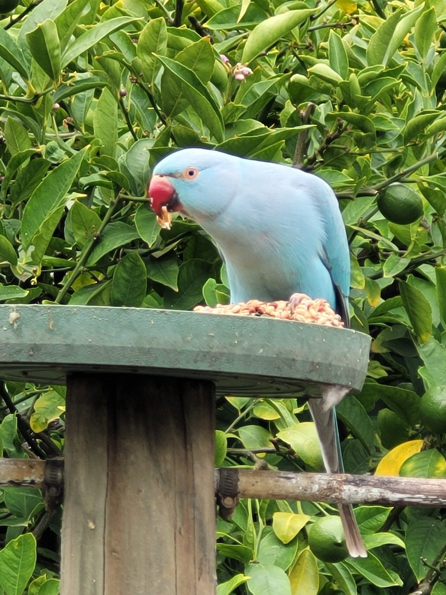 Rose-ringed Parakeet - Ethan A