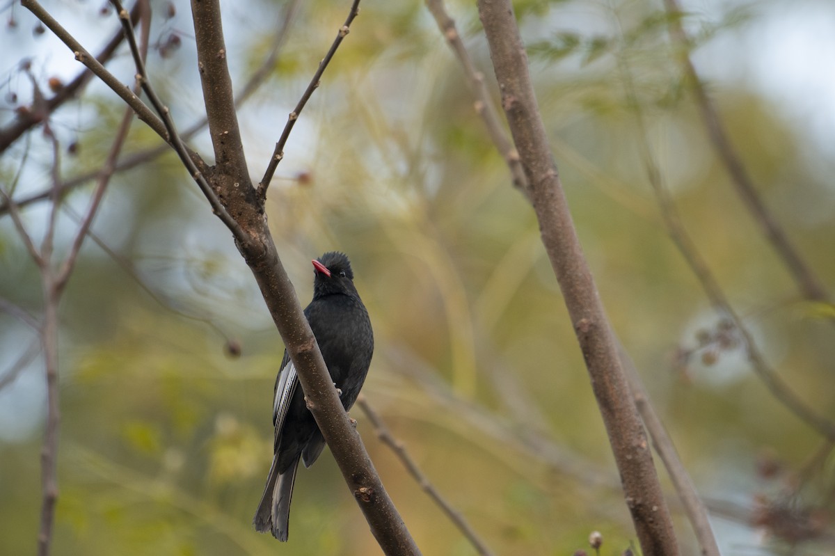 Black Bulbul - Pin-Huang Hsu