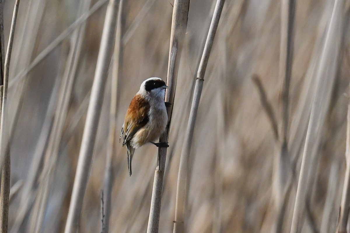 Eurasian Penduline-Tit - ML551651991