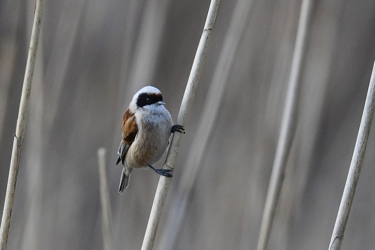 Eurasian Penduline-Tit - ML551652151