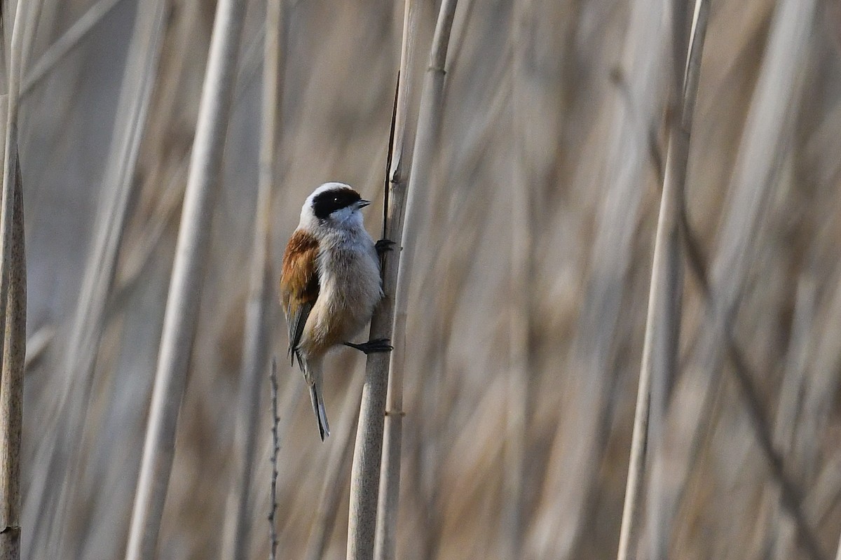 Eurasian Penduline-Tit - ML551652341