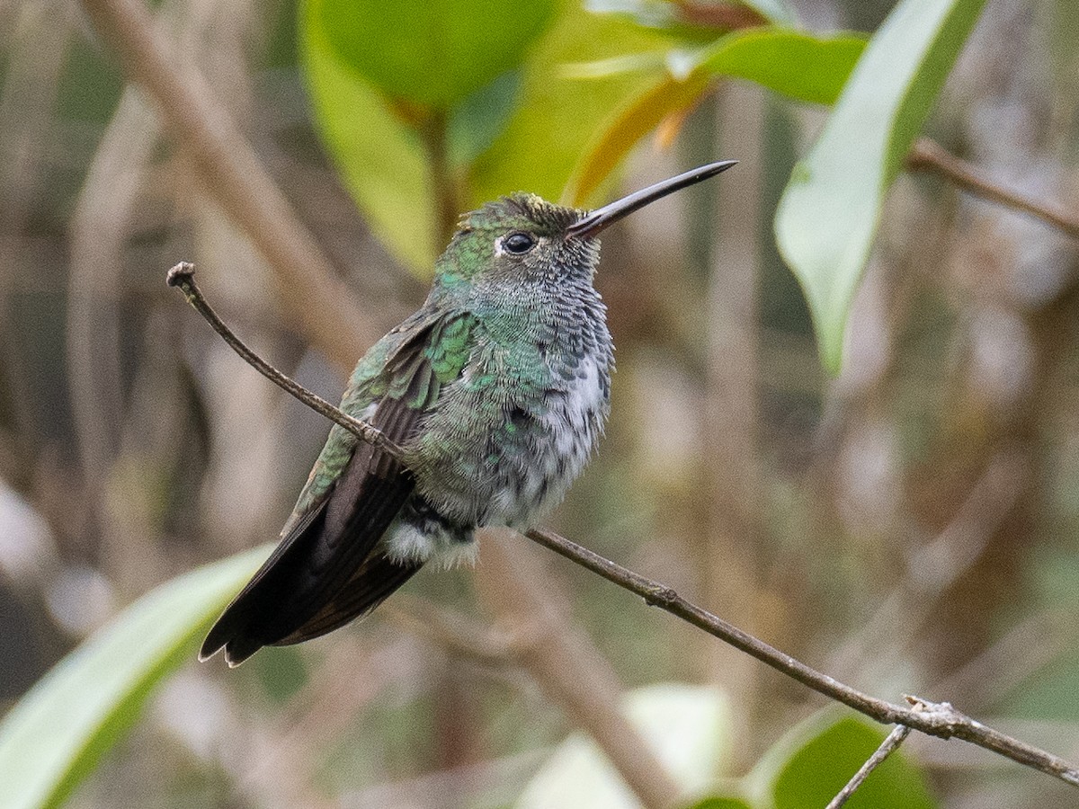 kolibřík zrcadlový - ML551652361