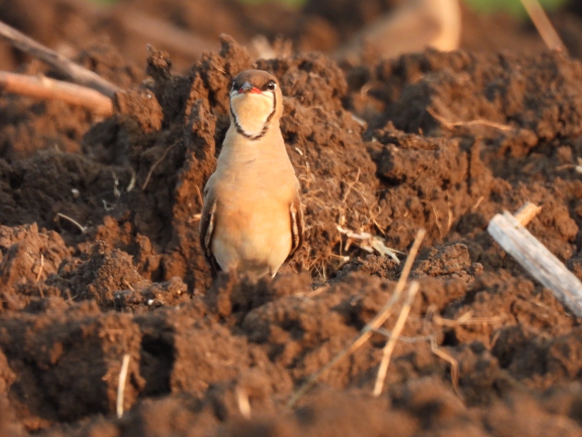 Oriental Pratincole - ML551652771