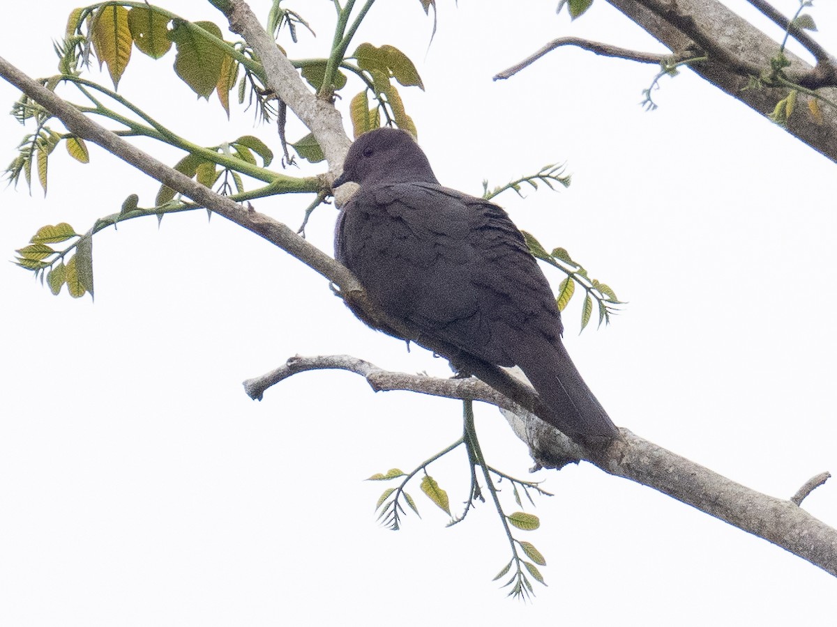 Paloma Vinosa (grupo purpureotincta) - ML551652971