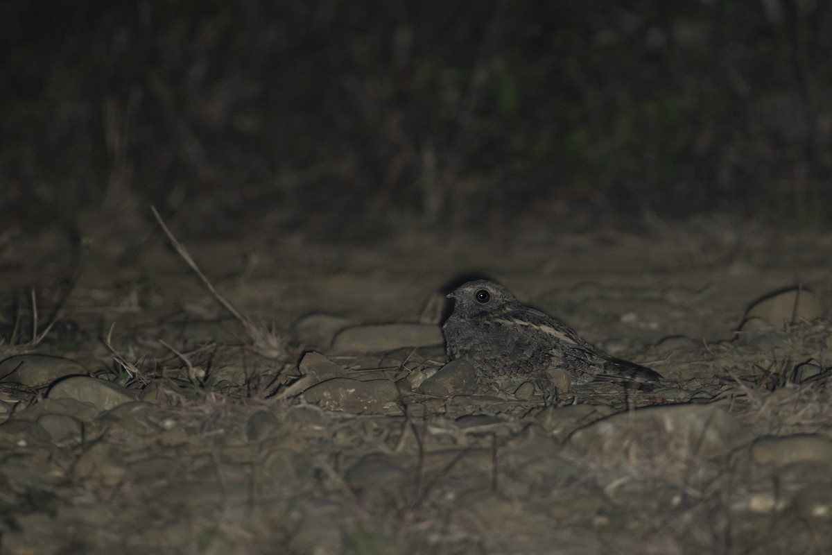 Savanna Nightjar - ML551653091