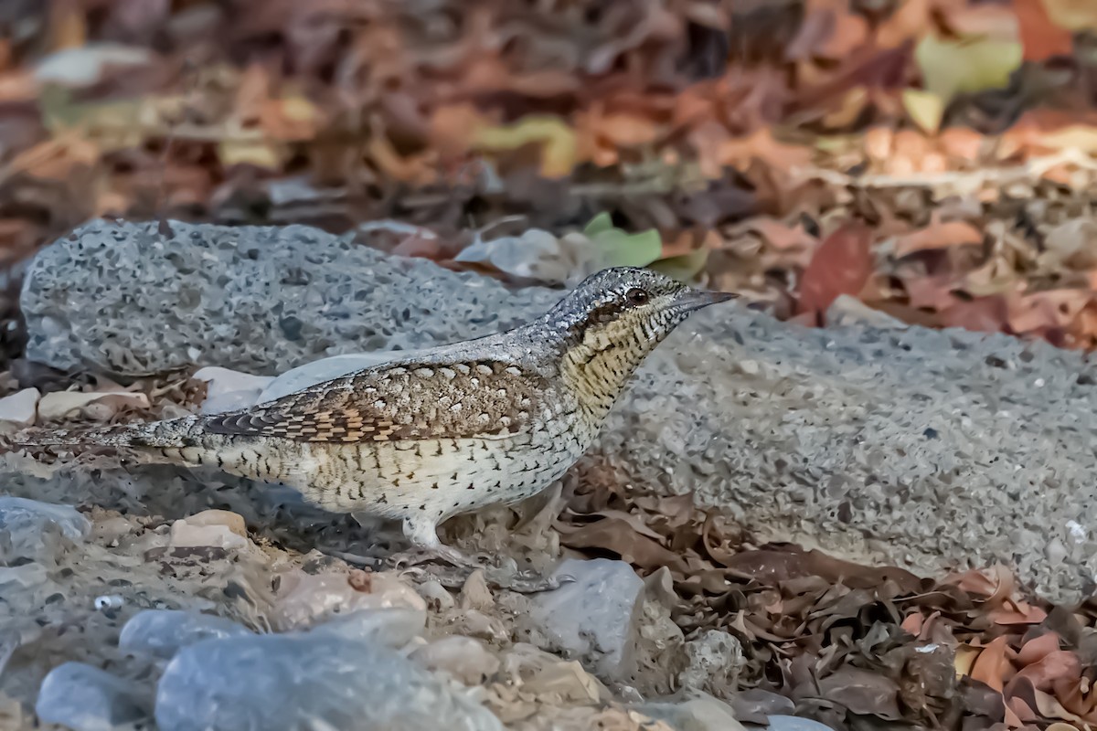 Eurasian Wryneck - ML551653171