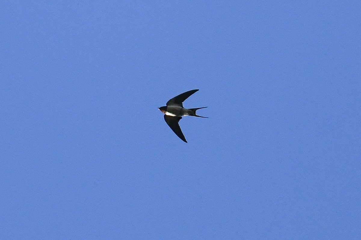 Barn Swallow - ML551653231