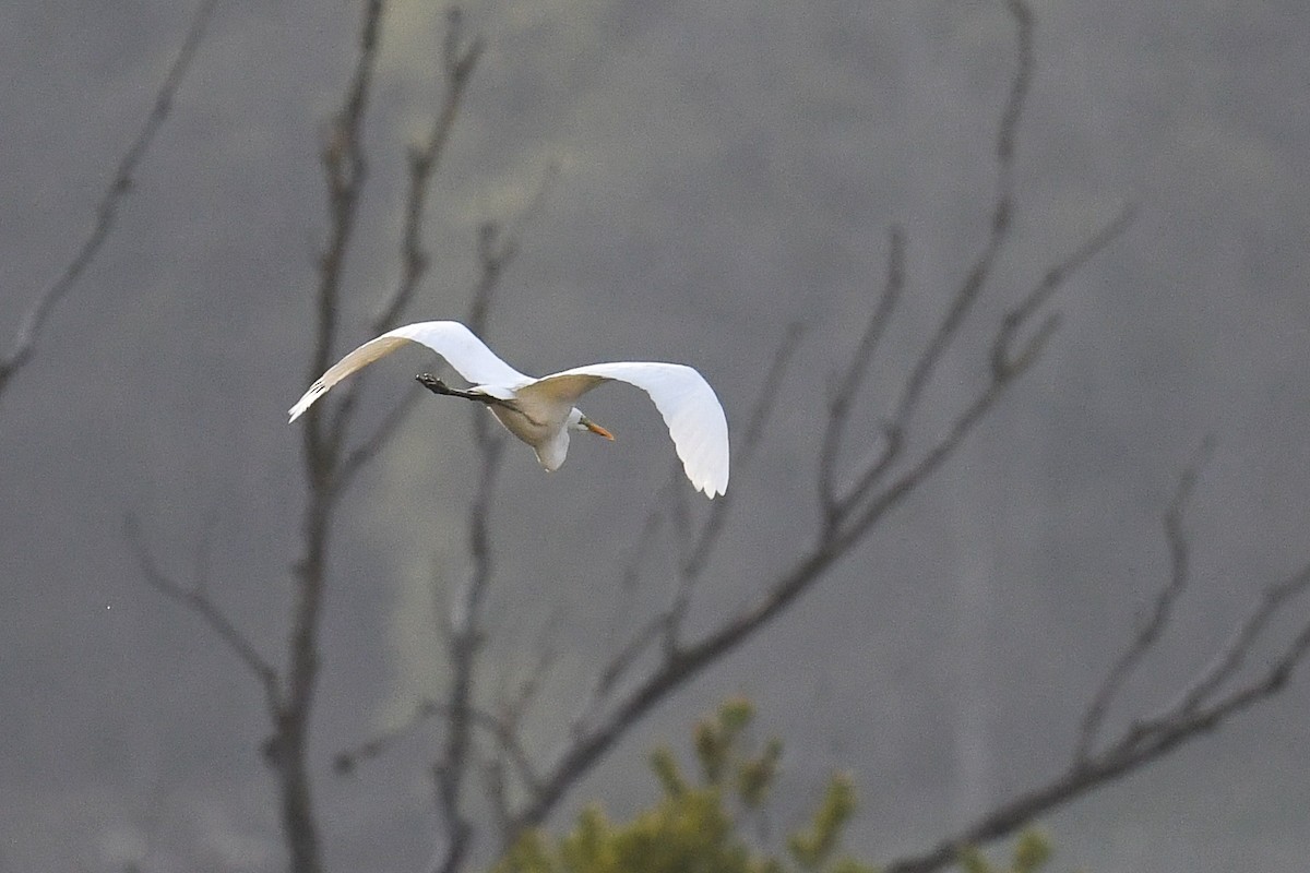 Great Egret - ML551653891