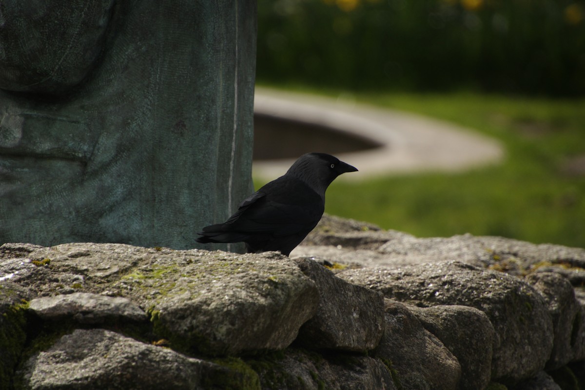 Eurasian Jackdaw - Guillaume Calcagni