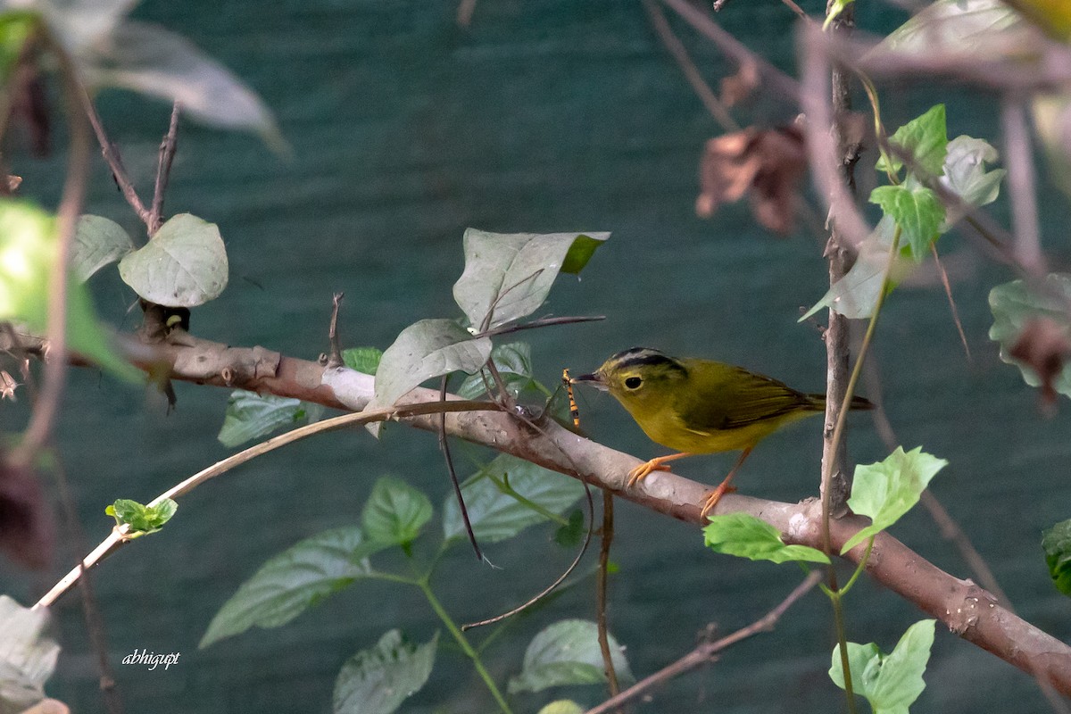 Green-crowned Warbler - Abhishek Gupta