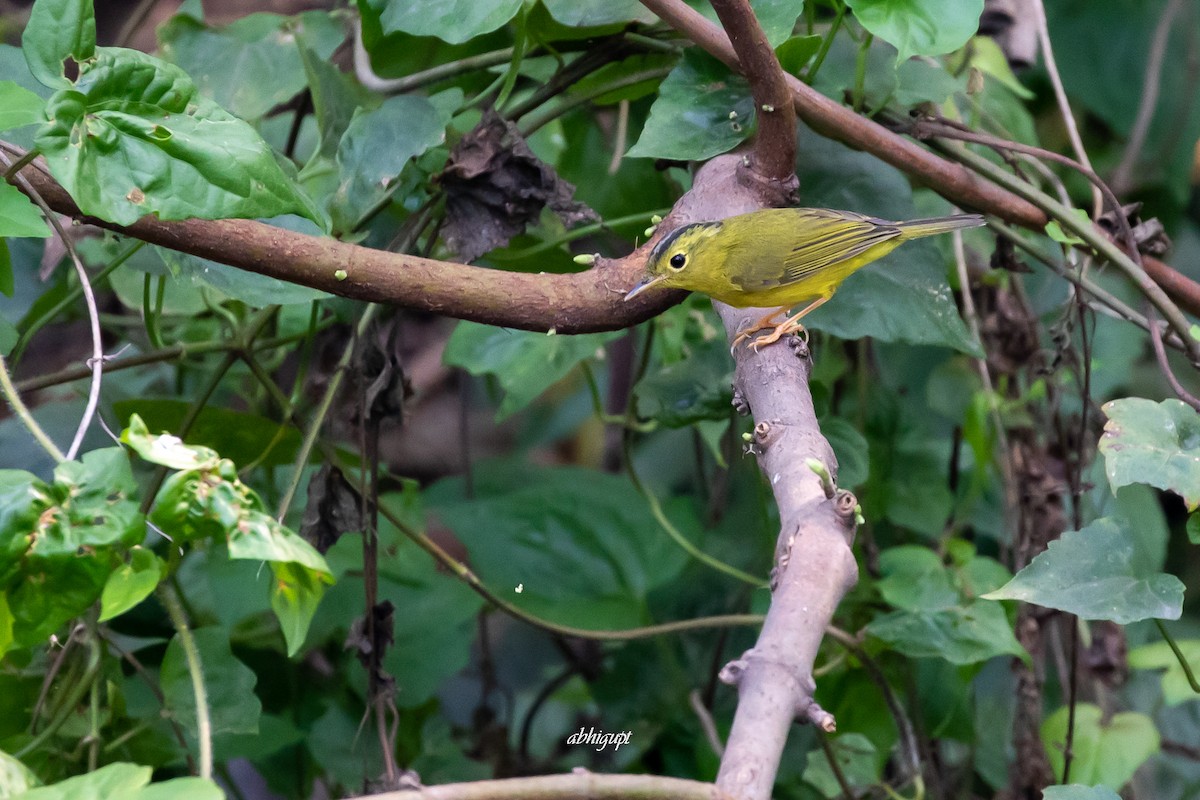 Green-crowned Warbler - Abhishek Gupta
