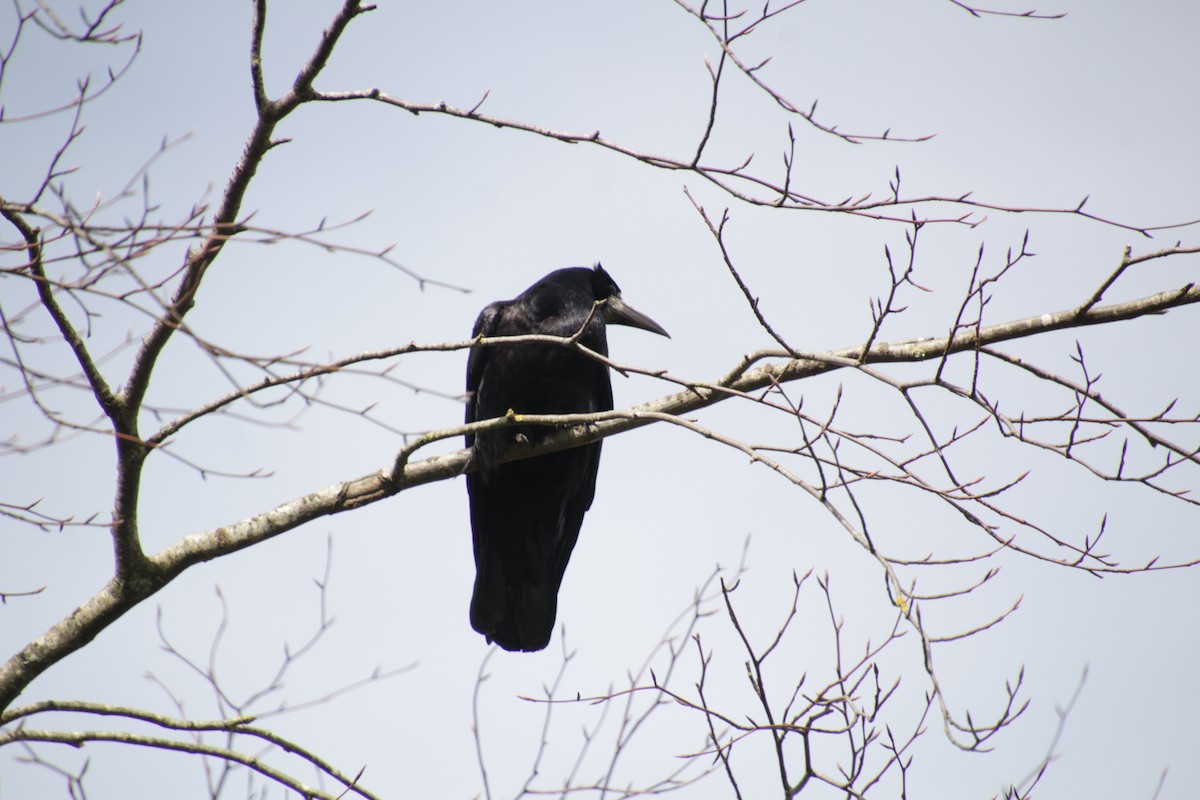 Rook - Guillaume Calcagni