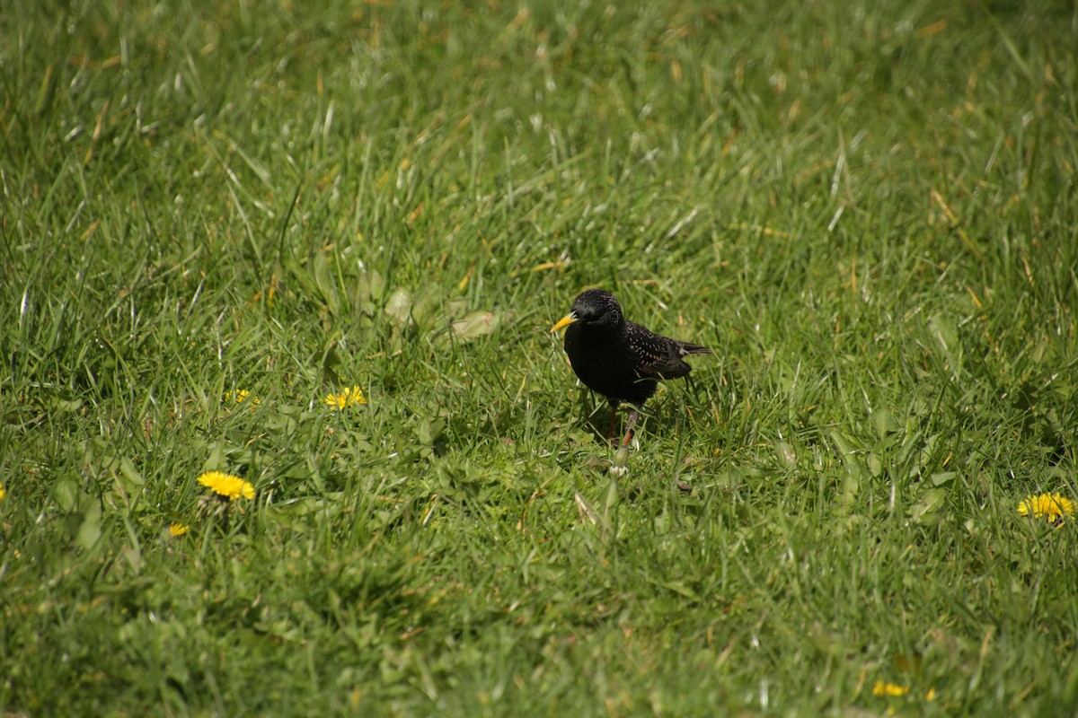 European Starling - ML551654491