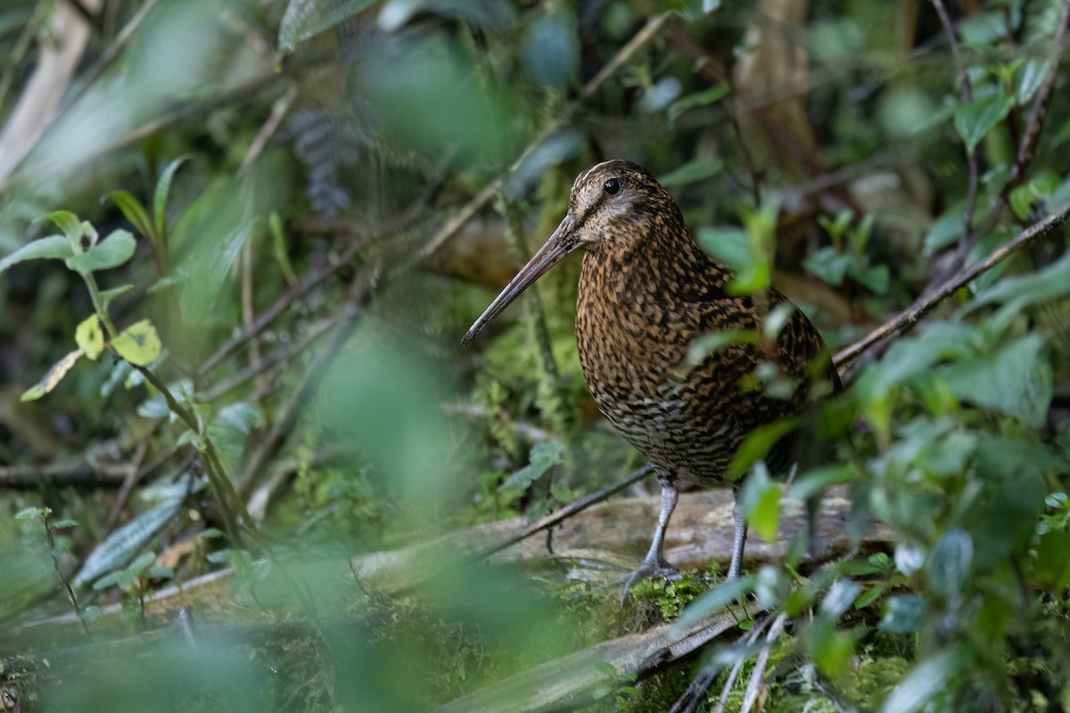 Imperial Snipe - ML551654561