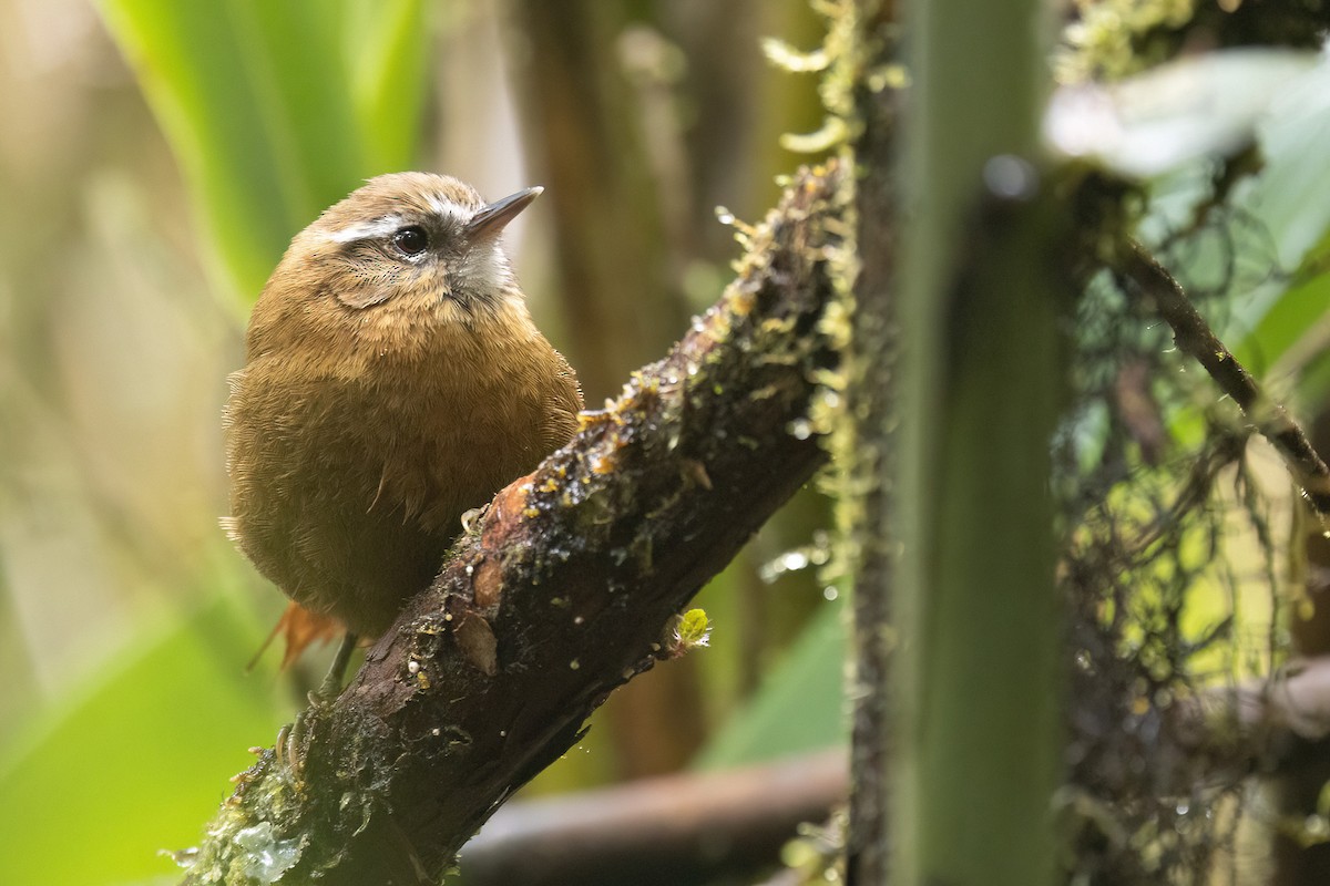 White-browed Spinetail - Chris Venetz | Ornis Birding Expeditions