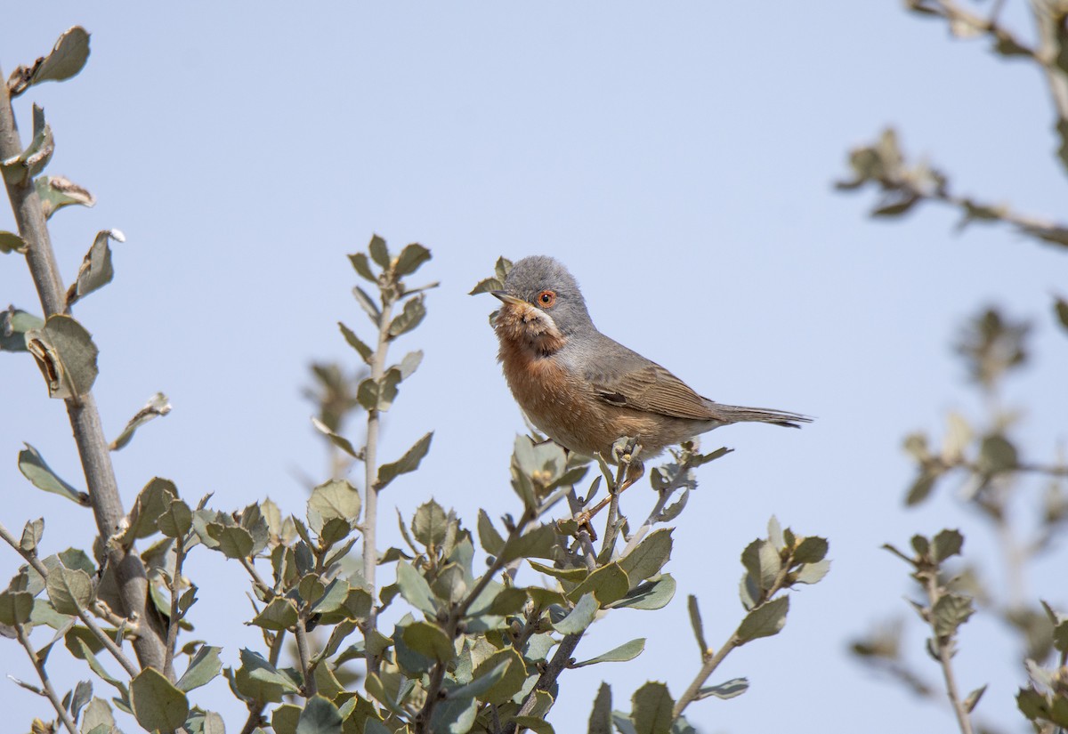 Western Subalpine Warbler - Antonio Ceballos Barbancho