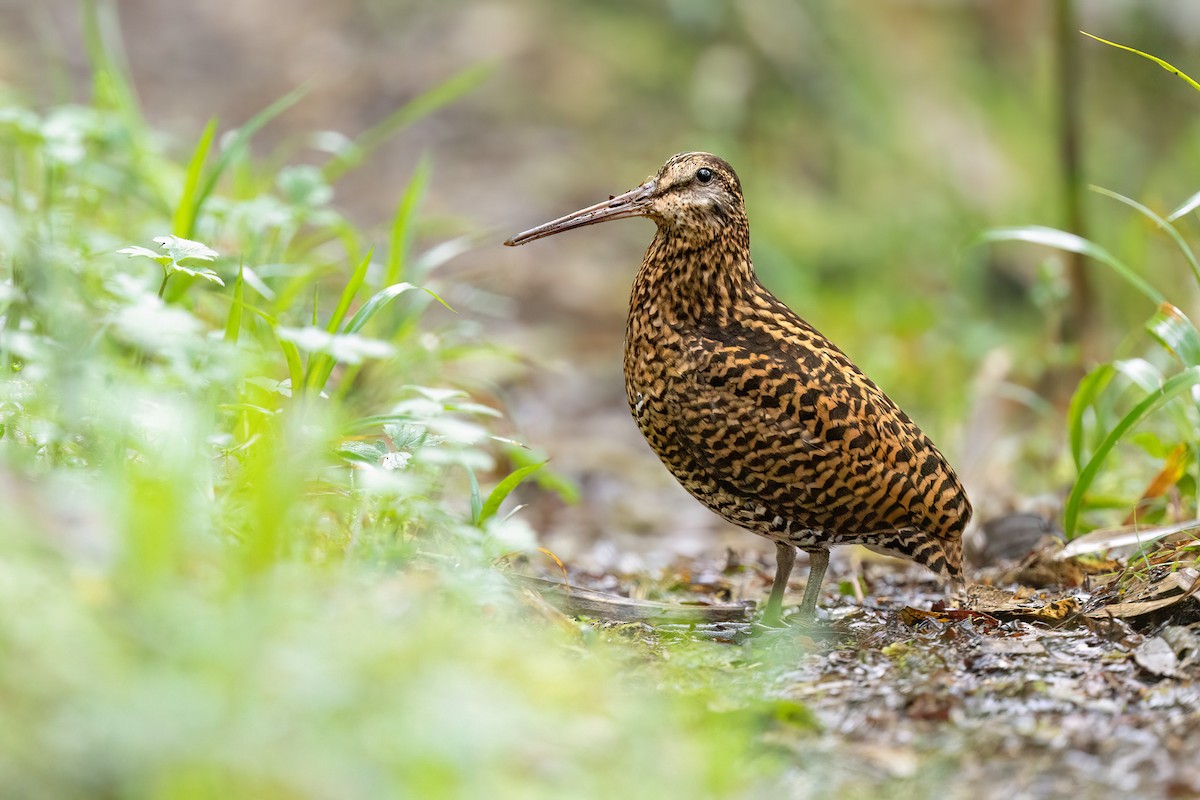 Imperial Snipe - ML551655721