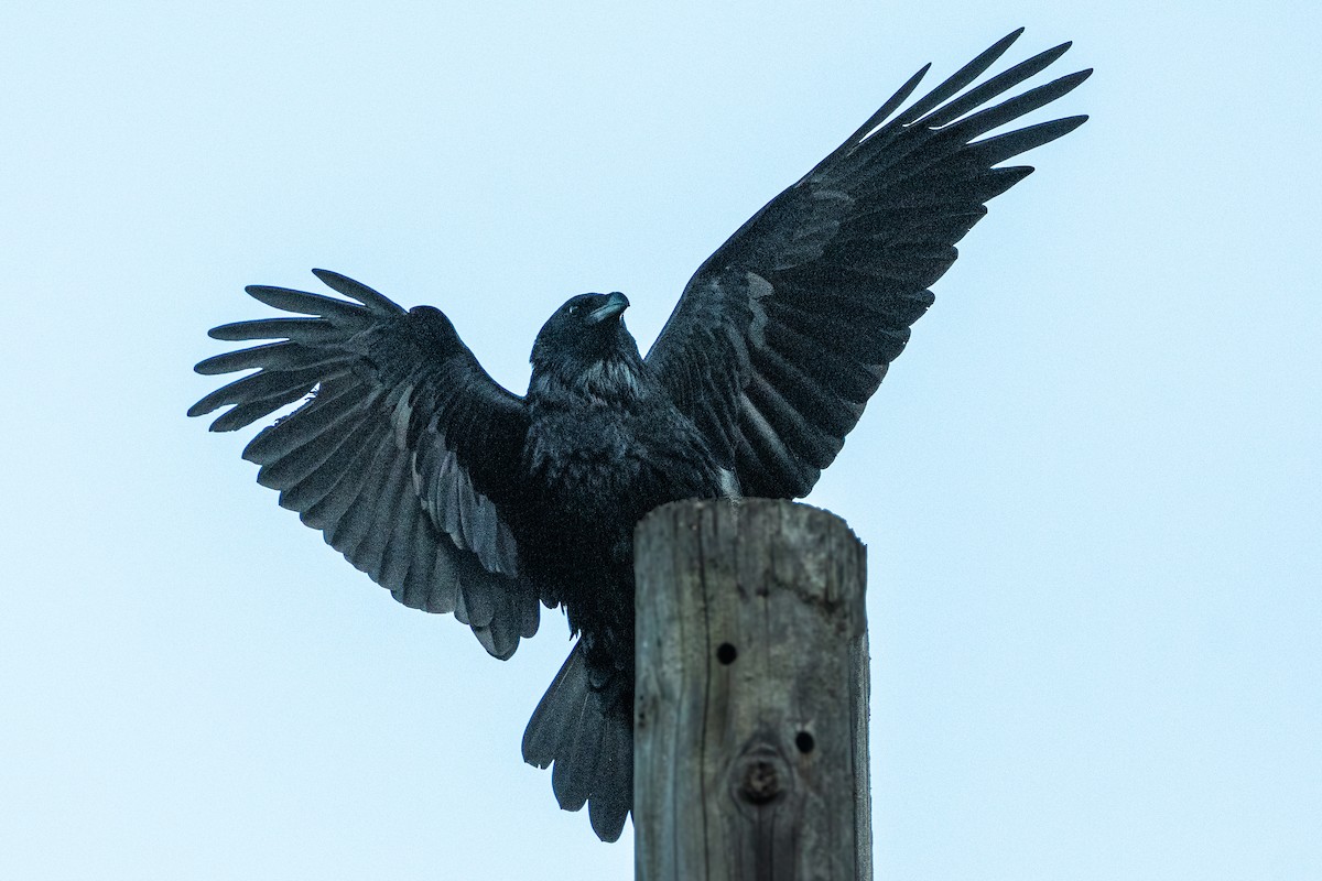 Common Raven - Van Pierszalowski