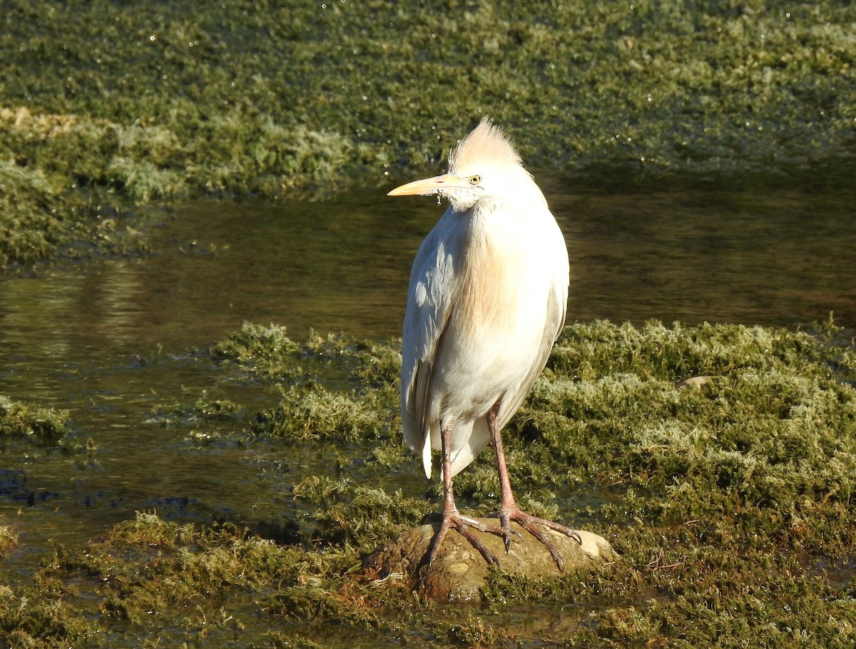 Египетская цапля (ibis) - ML551656351