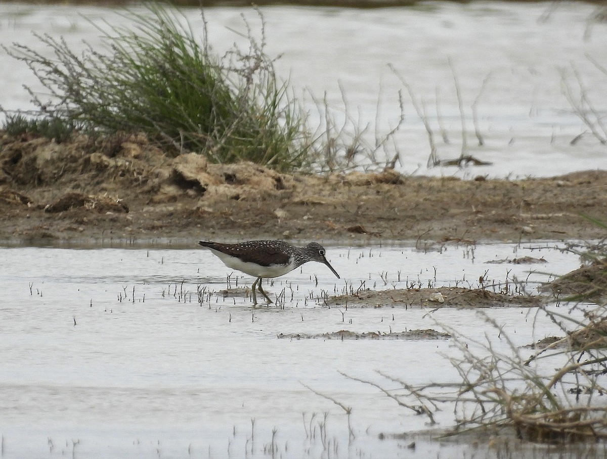 Green Sandpiper - Alfonso Rodrigo