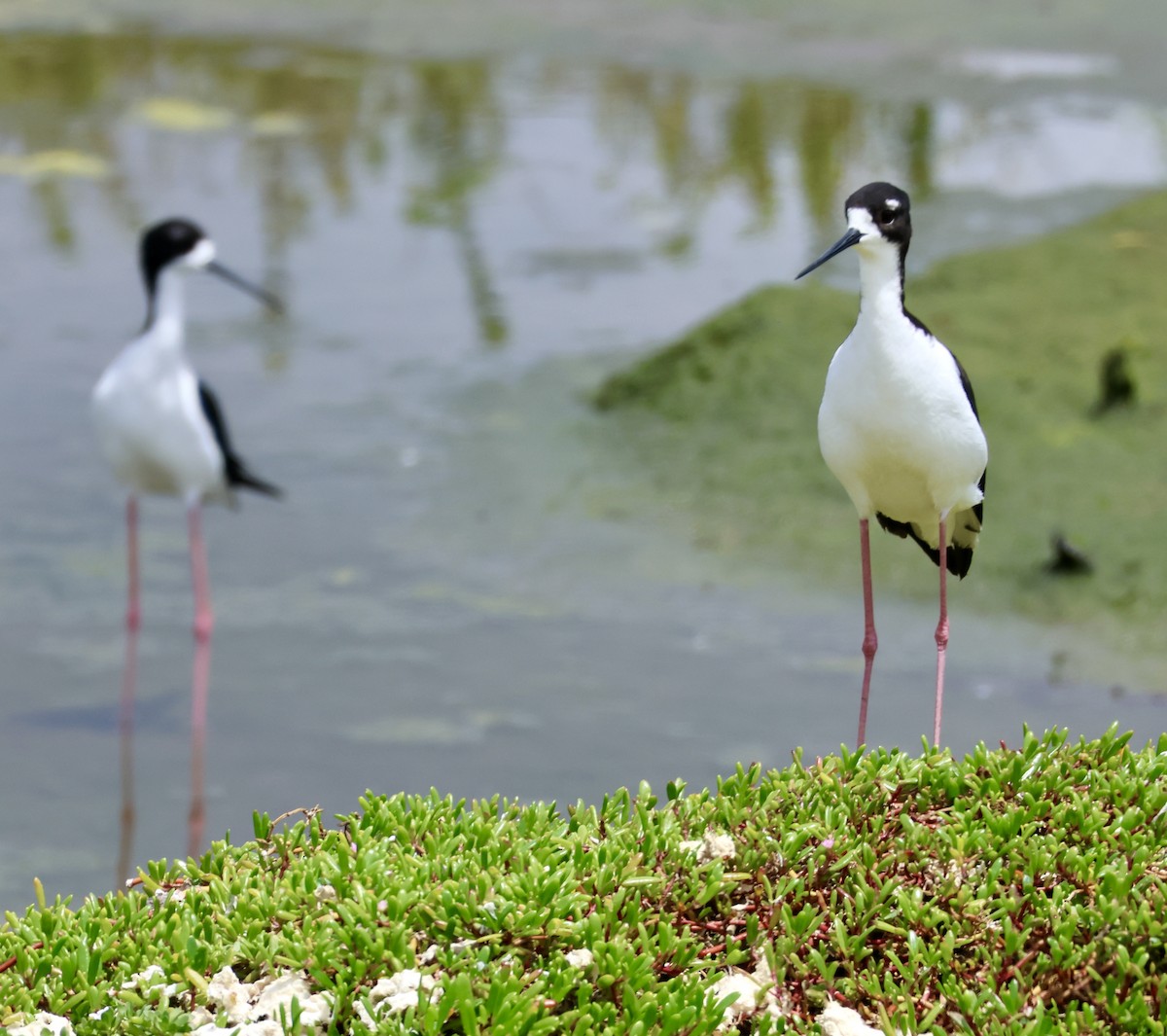 Black-necked Stilt - ML551656501