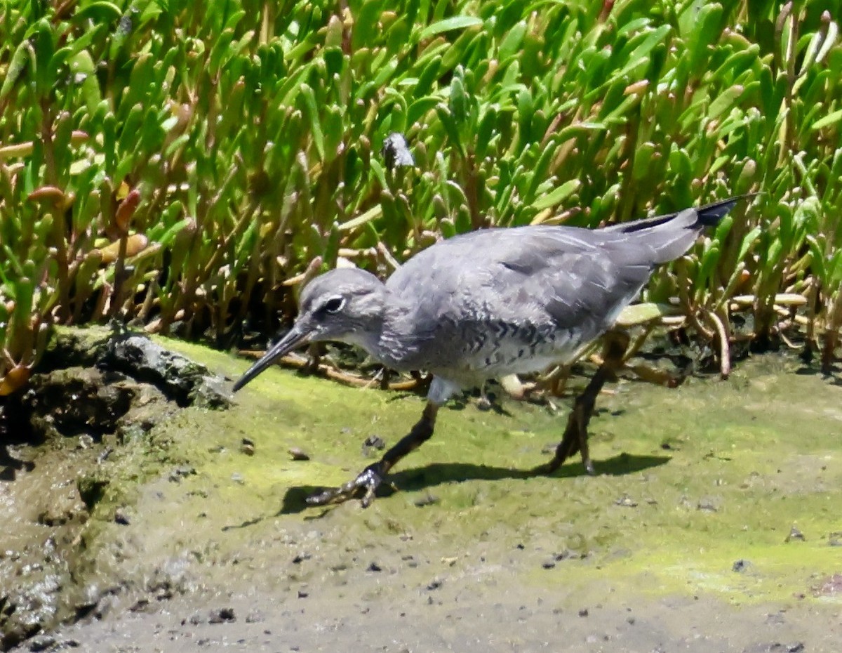 Wandering Tattler - ML551656511