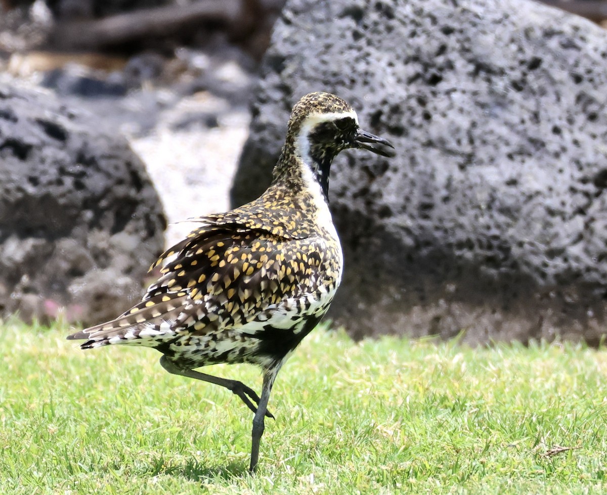 Pacific Golden-Plover - ML551656521