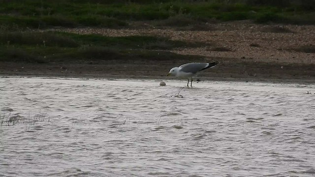 Yellow-legged Gull - ML551657161