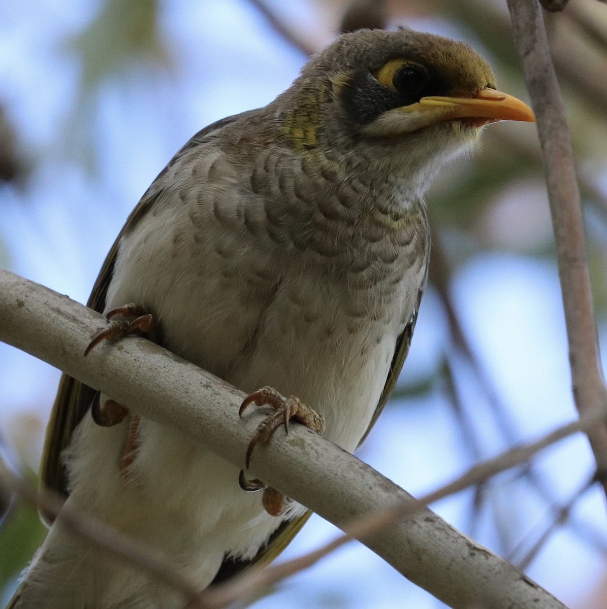 Yellow-throated Miner - Donna Nagiello