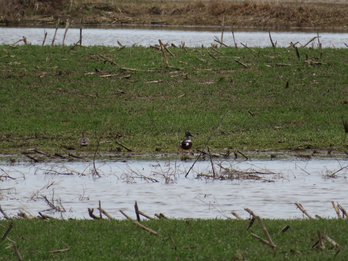 Northern Shoveler - ML55165841