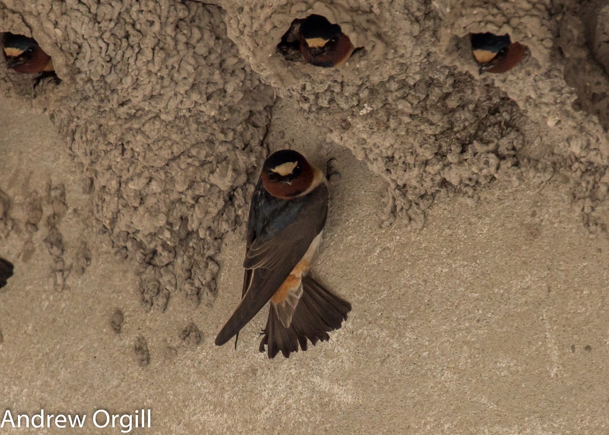 Cliff Swallow - ML55165861