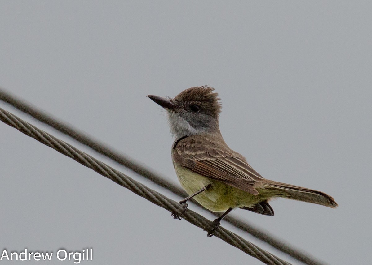 Brown-crested Flycatcher - Andrew Orgill