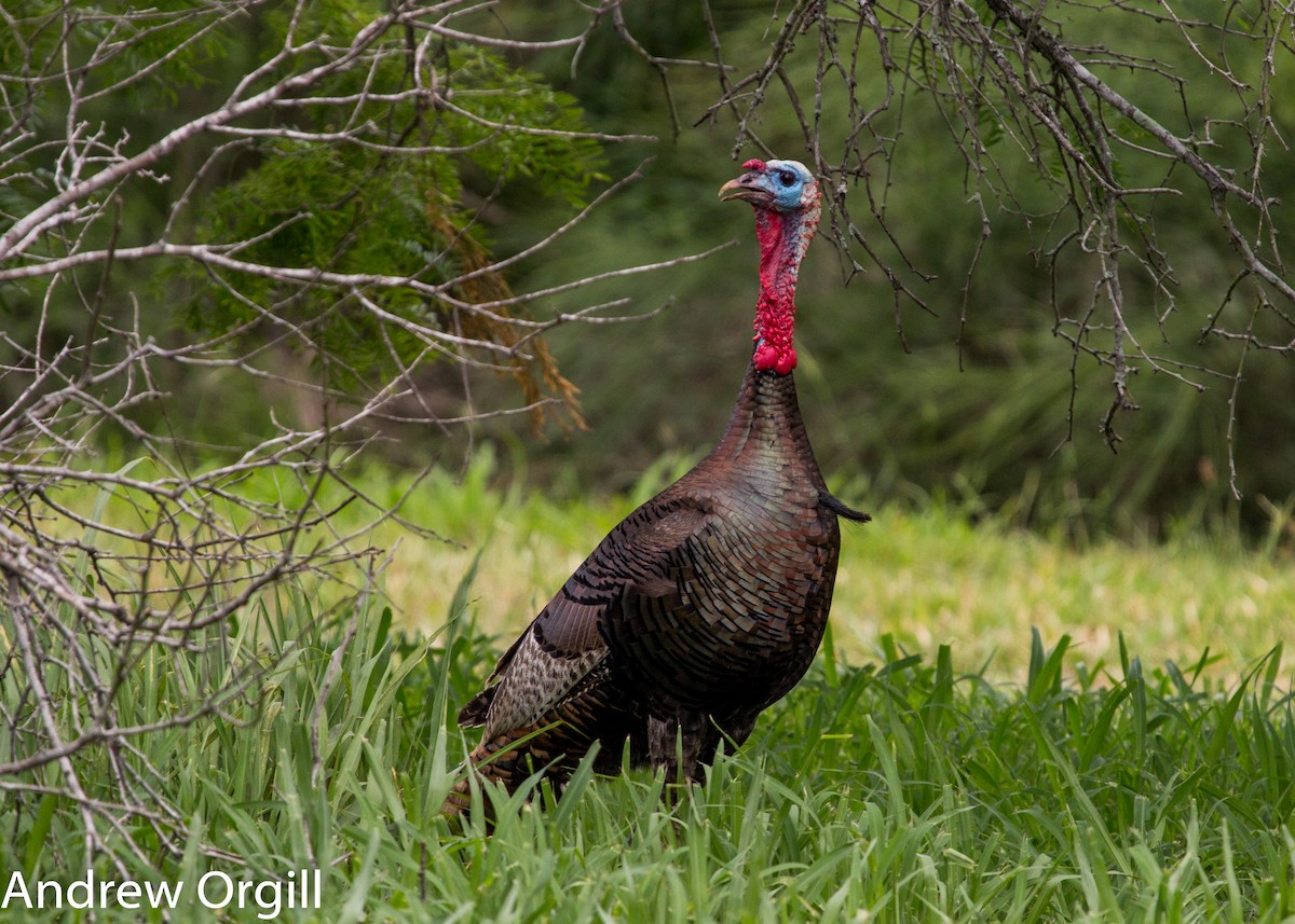 Wild Turkey - Andrew Orgill