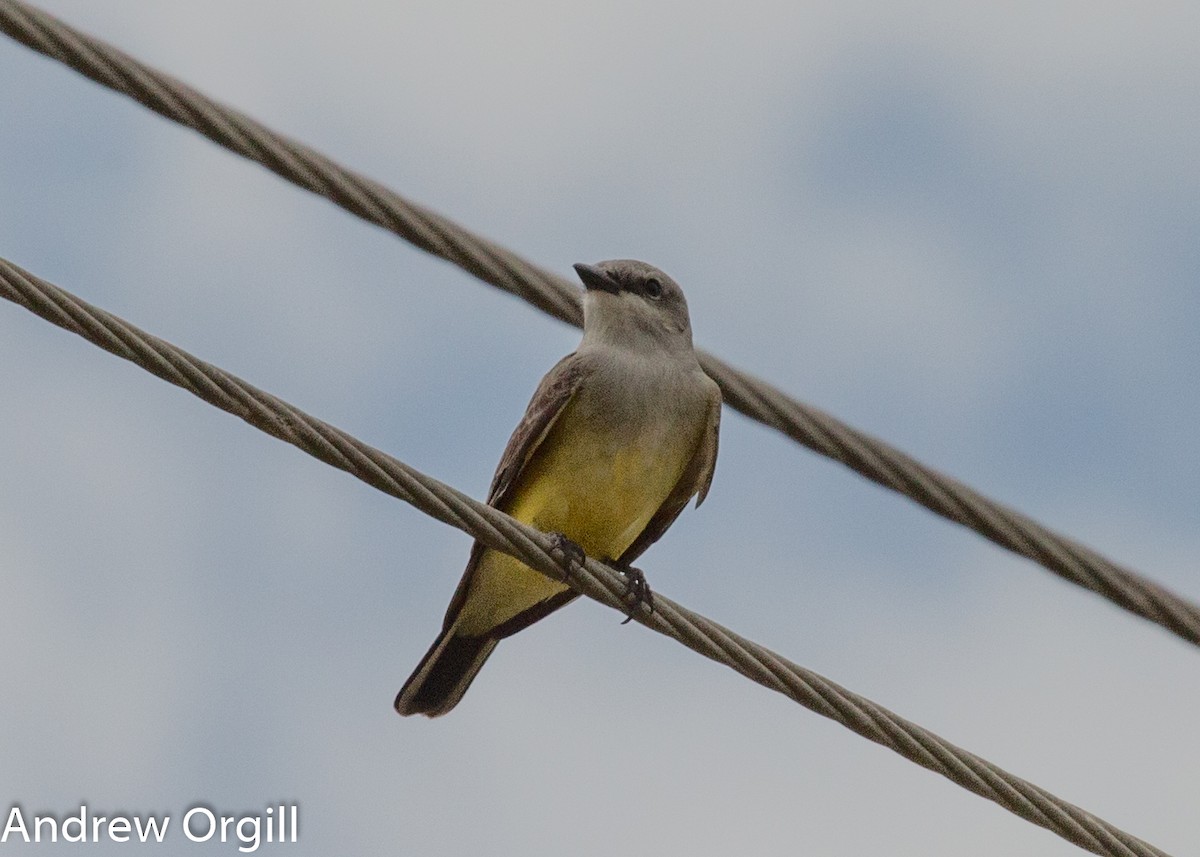 Western Kingbird - Andrew Orgill