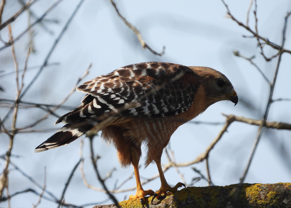 Red-shouldered Hawk - Nick Komar