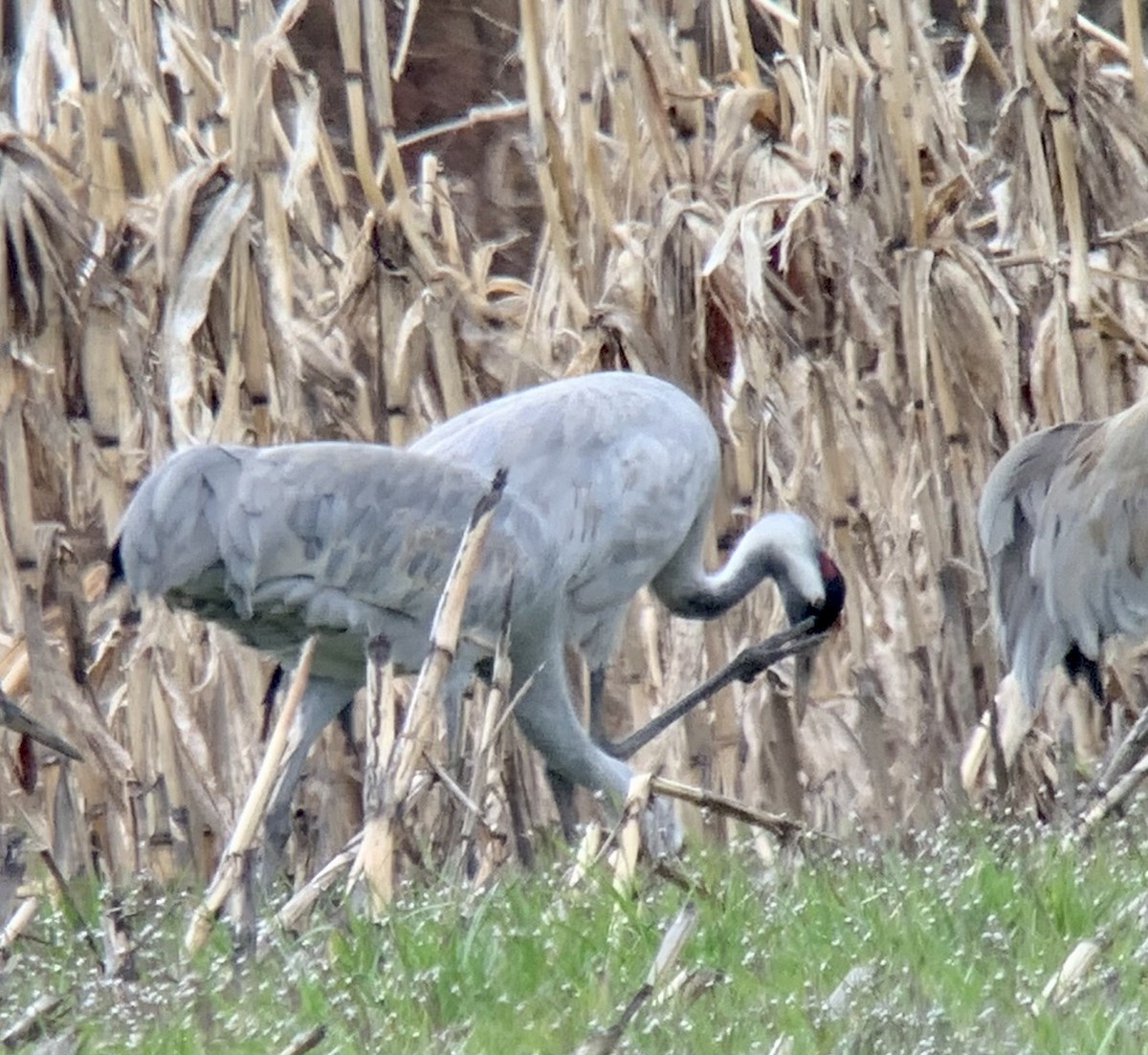 jeřáb popelavý - ML551660521